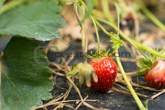 Ripe sweet strawberries, grown on green vine