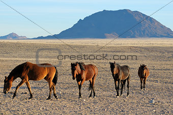 Wild horses of the Namib 