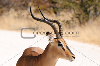 Impala in the Etosha National Park