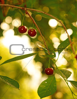 Ripe cherries in the garden on a background of golden bokeh