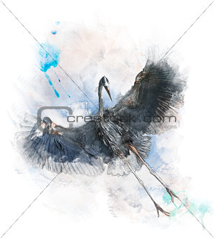 Watercolor Image Of  Great Blue Heron 