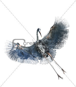 Watercolor Image Of  Great Blue Heron