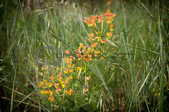 Green weeds and orange flowers background