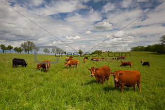 The herd of cows on spring meadow