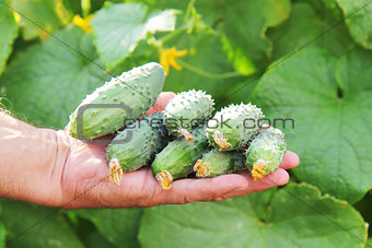 several sunlight fresh cucumbers in a hand of farmer