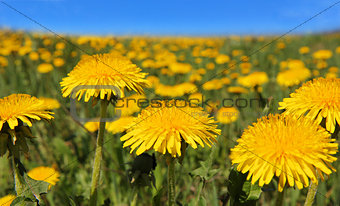 Yellow dandelion flowers with leaves in green grass, 