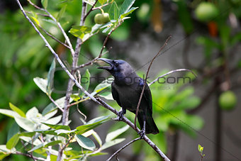 black bird on tree
