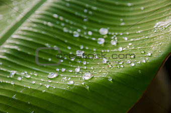 Leaf with waterdrops
