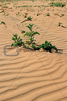 Xerophytic plant in the sandy Namib Desert.