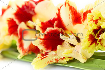Bright red and yellow gladiolus \ close up \ horizontal