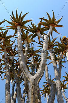 Quiver tree (Aloe dichotoma) tipical in the Namib desert