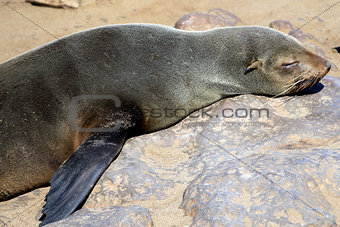 Colony of seals at Cape Cross Reserve, Atlantic Ocean coast