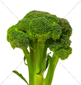 Broccoli on white background. 