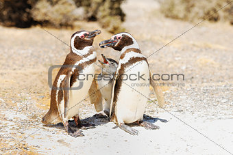 Magellanic Penguins family