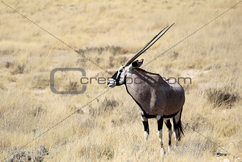 Gemsbok antelope, Etosha National Park