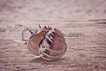 Beautiful seashell closeup.