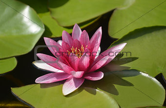 pink water lily (nymphaea pubescens) with green leaves swimming in a pond