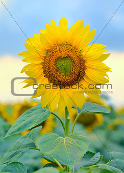 Single sunflower isolated