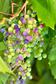young unripe grapes