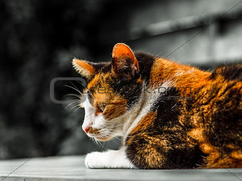 Colorful cat with black and white background