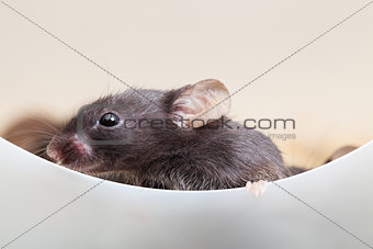 Curious mouse