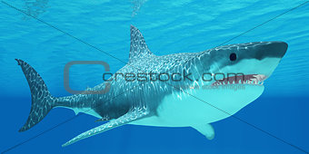 Great White Shark Undersea