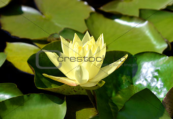 yellow water lily with green leaves swimming in a pond