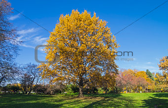 Oak tree in a park in October.