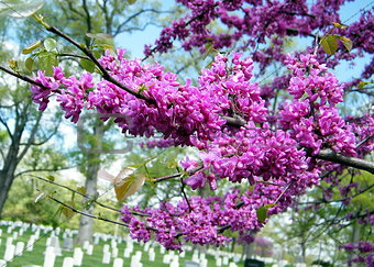 Arlington National Cemetery blooming trees 2010