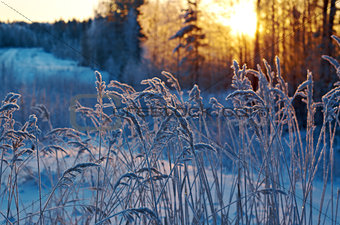 Winter scene 