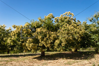 Chestnut tree blossom