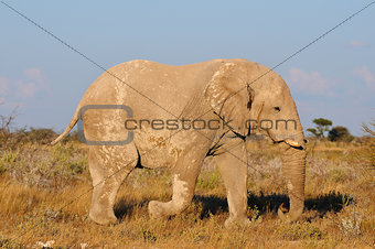 White Elephant, Etosha National Park, Namibia
