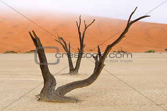 Tree skeletons, Deadvlei, Namibia