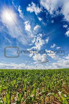 green field of corn growing up
