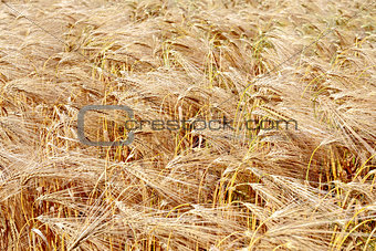 detail of wheat field