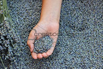 Hand with lavender seeds