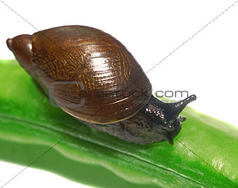 Snail on a pea pod isolated closeup