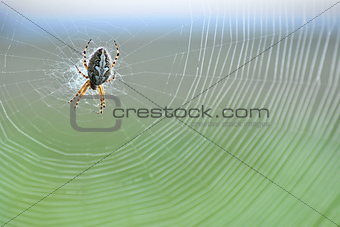 Diadem spider in the web, coloured background