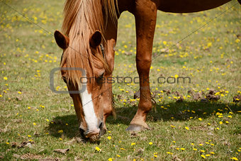 Chestnut pony in the New Forest 