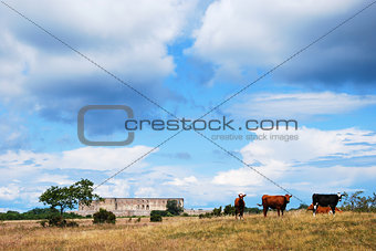 Grazing cattle in front of an old castle ruin