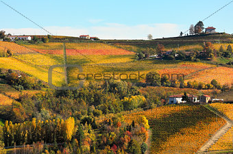 Vineyards on the hills in autumn in Italy.