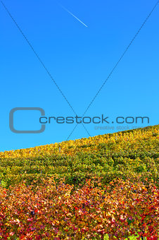 Autumnal vineyards under blue sky in Italy.