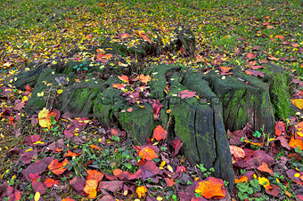 Stump with moss and autumnal leaves on the ground.