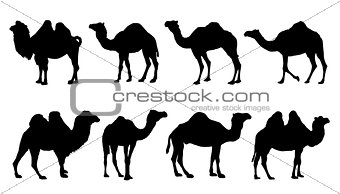 camel silhouettes