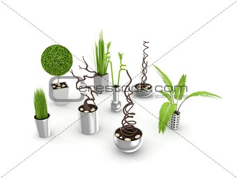 Decorative plants isolated on white.