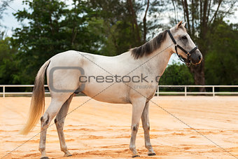 Horse white