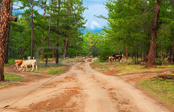 Cows  in pine forest