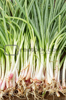 Green onion on wood background
