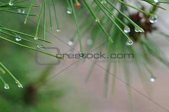 raindrops on pine tree