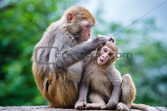 Macaques in China